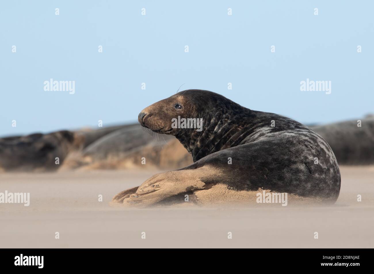 Male Atlantic Grey Seal (Halichoerus grypus) in a pod of seals Stock Photo