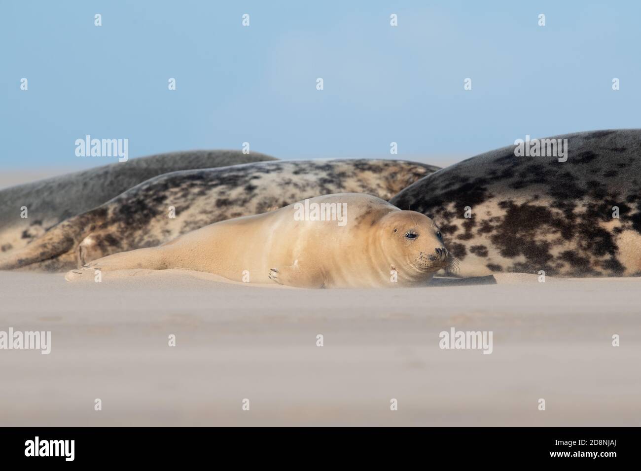 Atlantic Grey Seal Pup (Halichoerus grypus) in a pod of seals Stock Photo