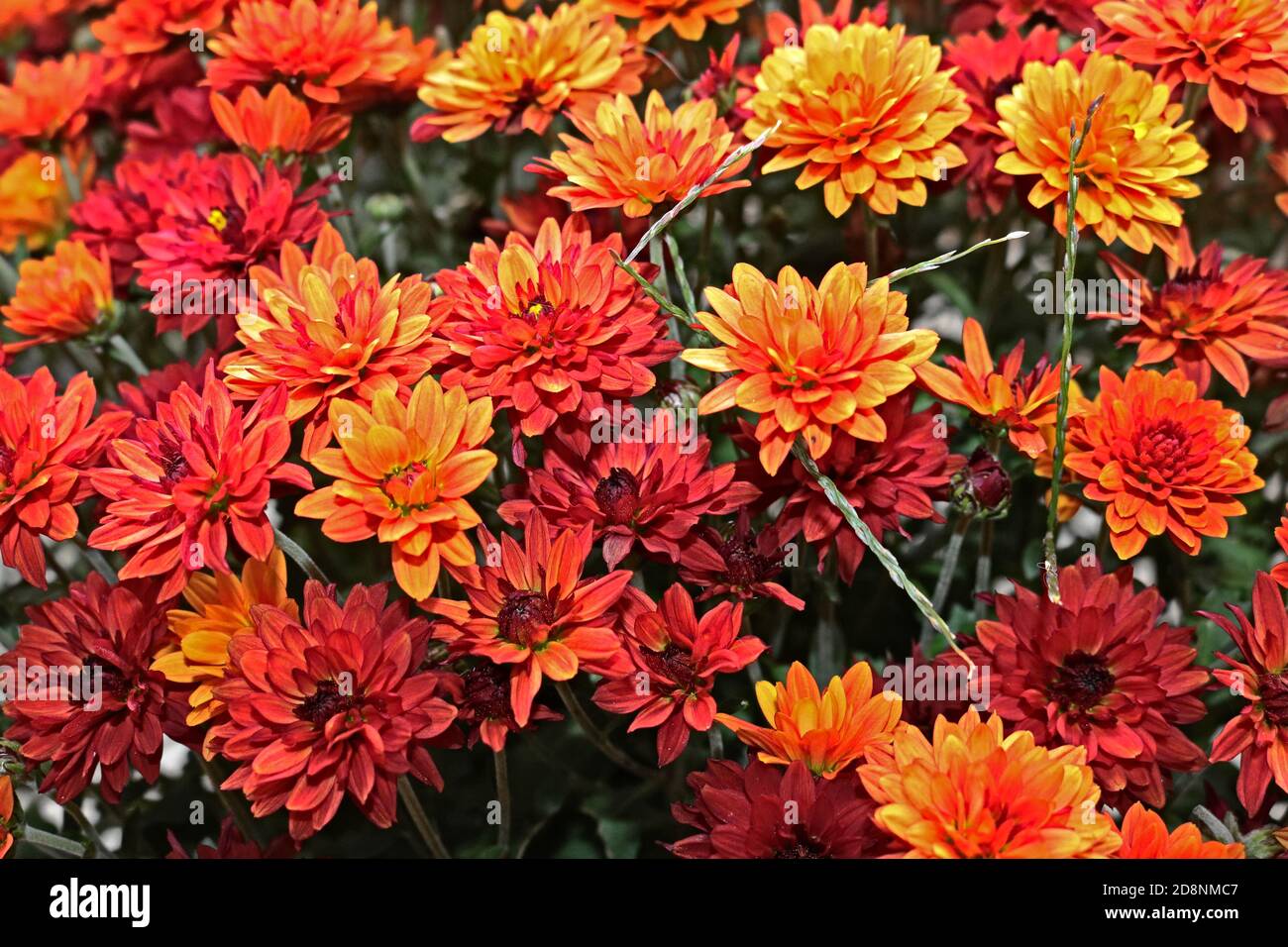 Autumn flowers Stock Photo