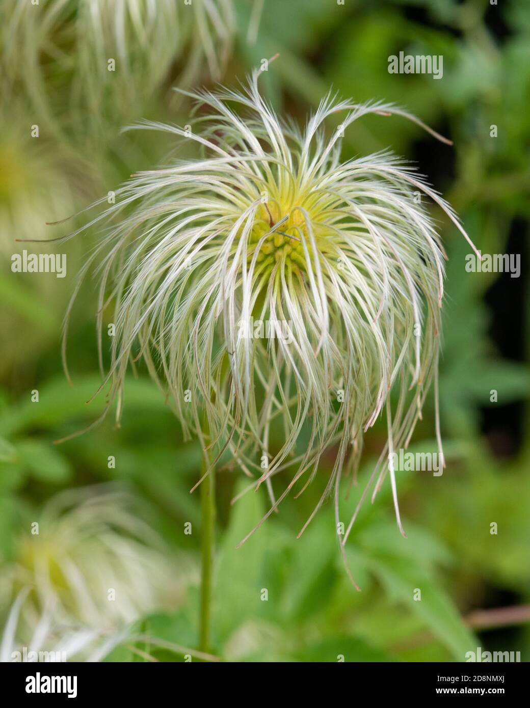 Delicate White and Yellow Clematis Tangutica Flower Stock Photo Alamy
