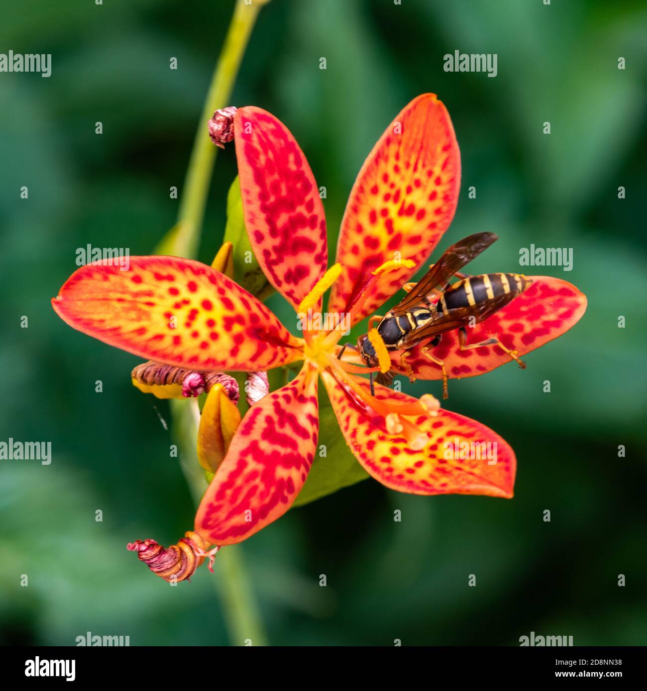 Wasp Feeds on Nectar of Blackberry Lily Stock Photo