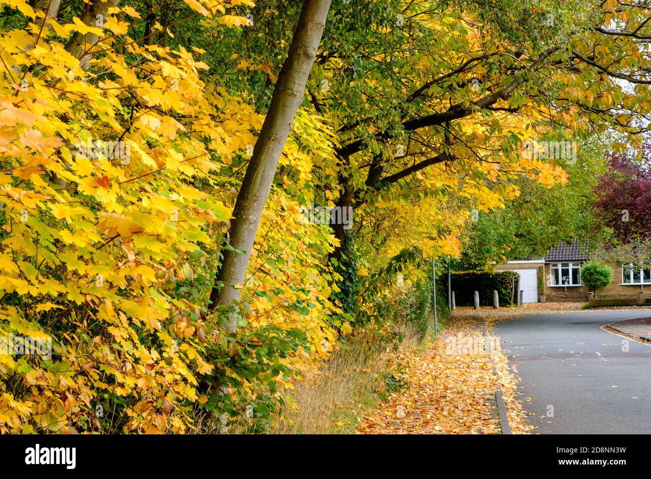 Spectacular autumn foliage in Bradford Road, Ellesmere Park, Eccles