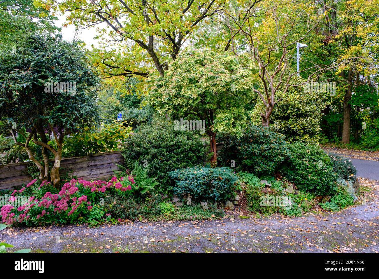 Drive of UK house in autumn, with Sedum, Pieris, heather, rhododendron and azalea Stock Photo