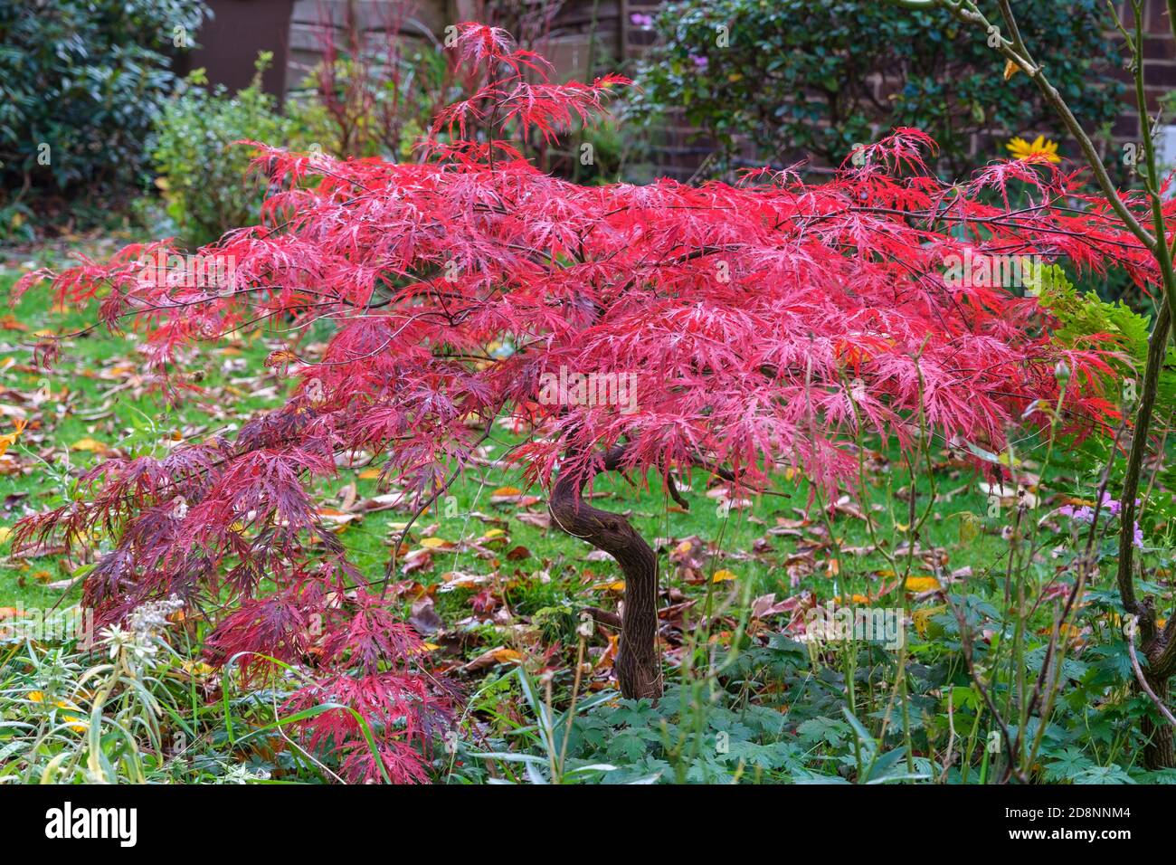 Acer palmatum Dissectum Garnet Japanese maple in autumn Stock Photo - Alamy