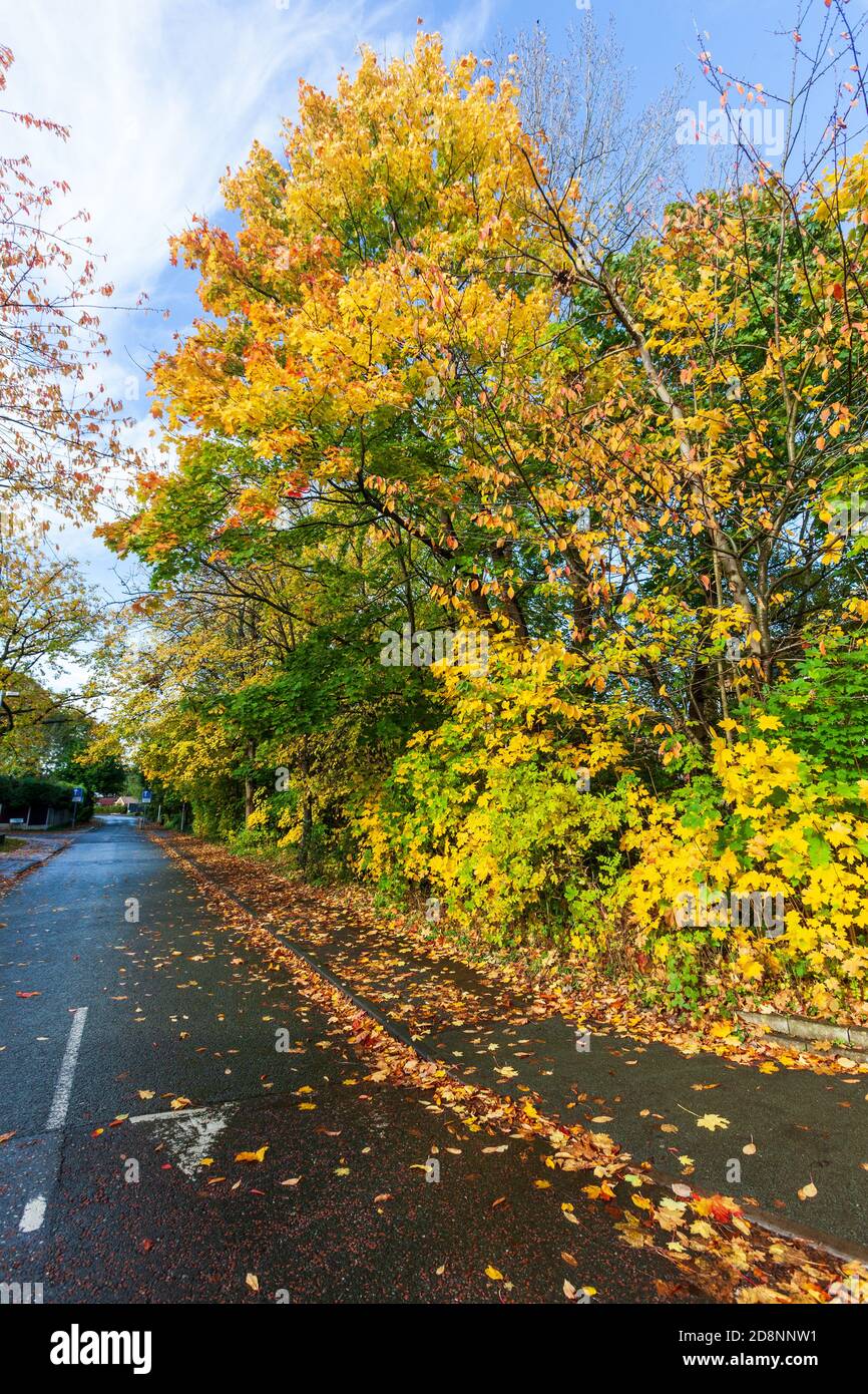 Spectacular autumn foliage in Bradford Road, Ellesmere Park, Eccles, Salford, Greater Manchester, UK Stock Photo