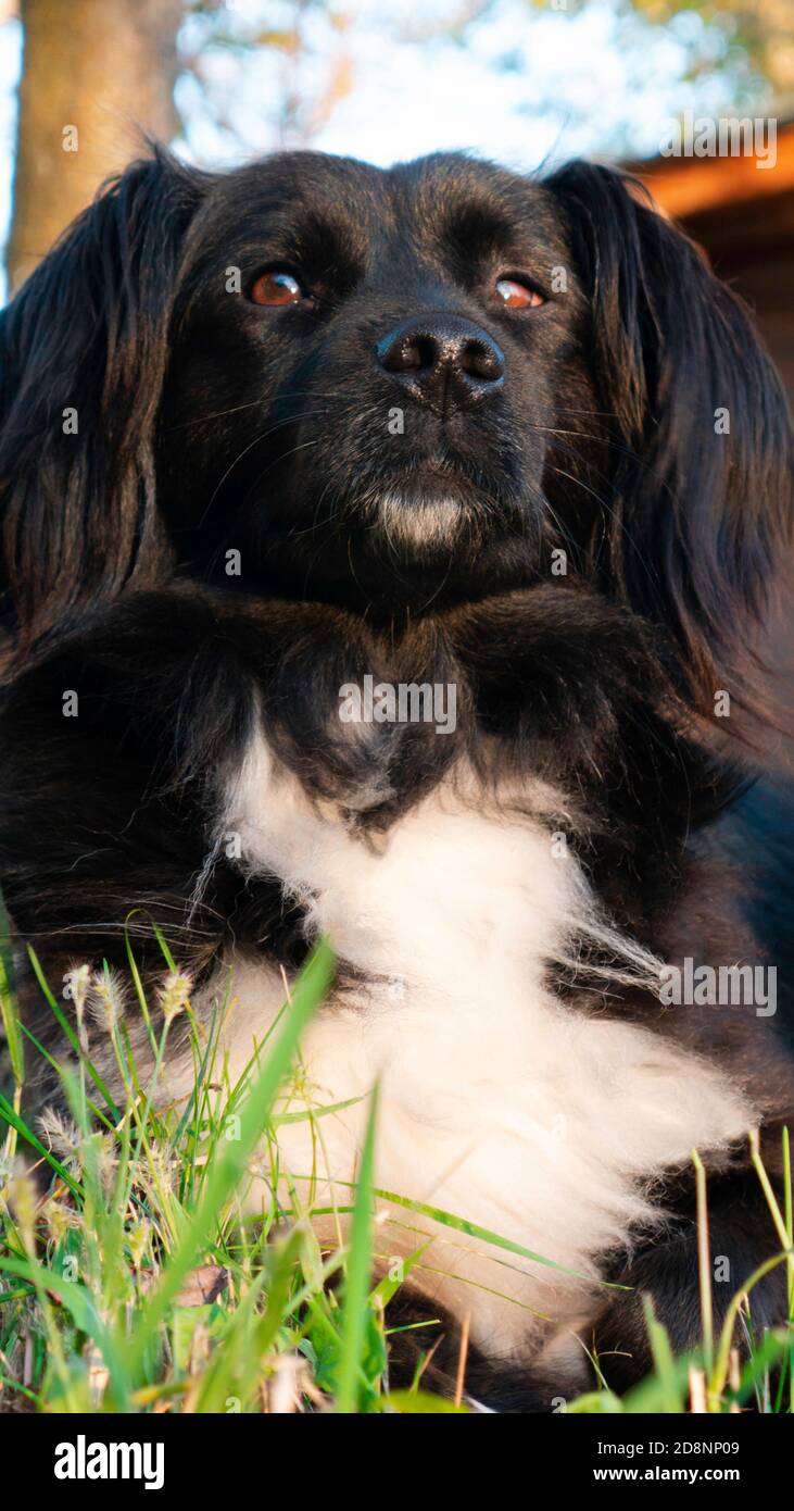 Portrait of a long-haired black dog lying on the grass Stock Photo - Alamy