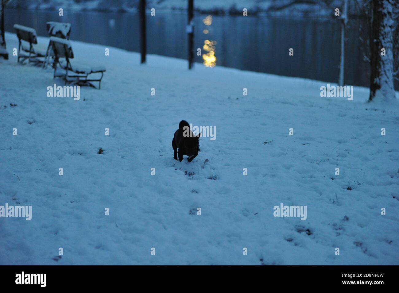 Dog playing in the snow Stock Photo - Alamy
