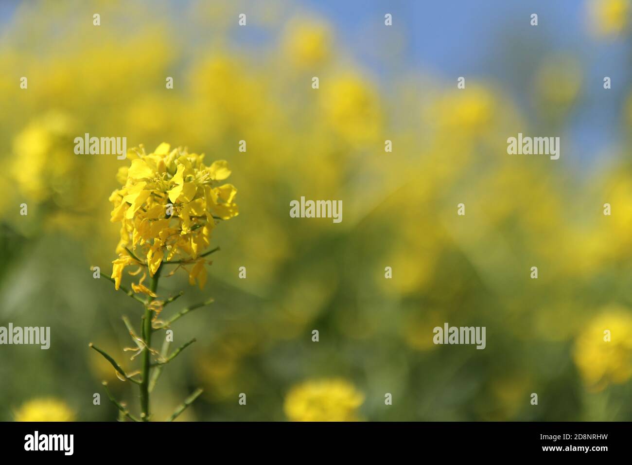 a yellow mustard plant closeup in a field in the dutch countryside in summer Stock Photo