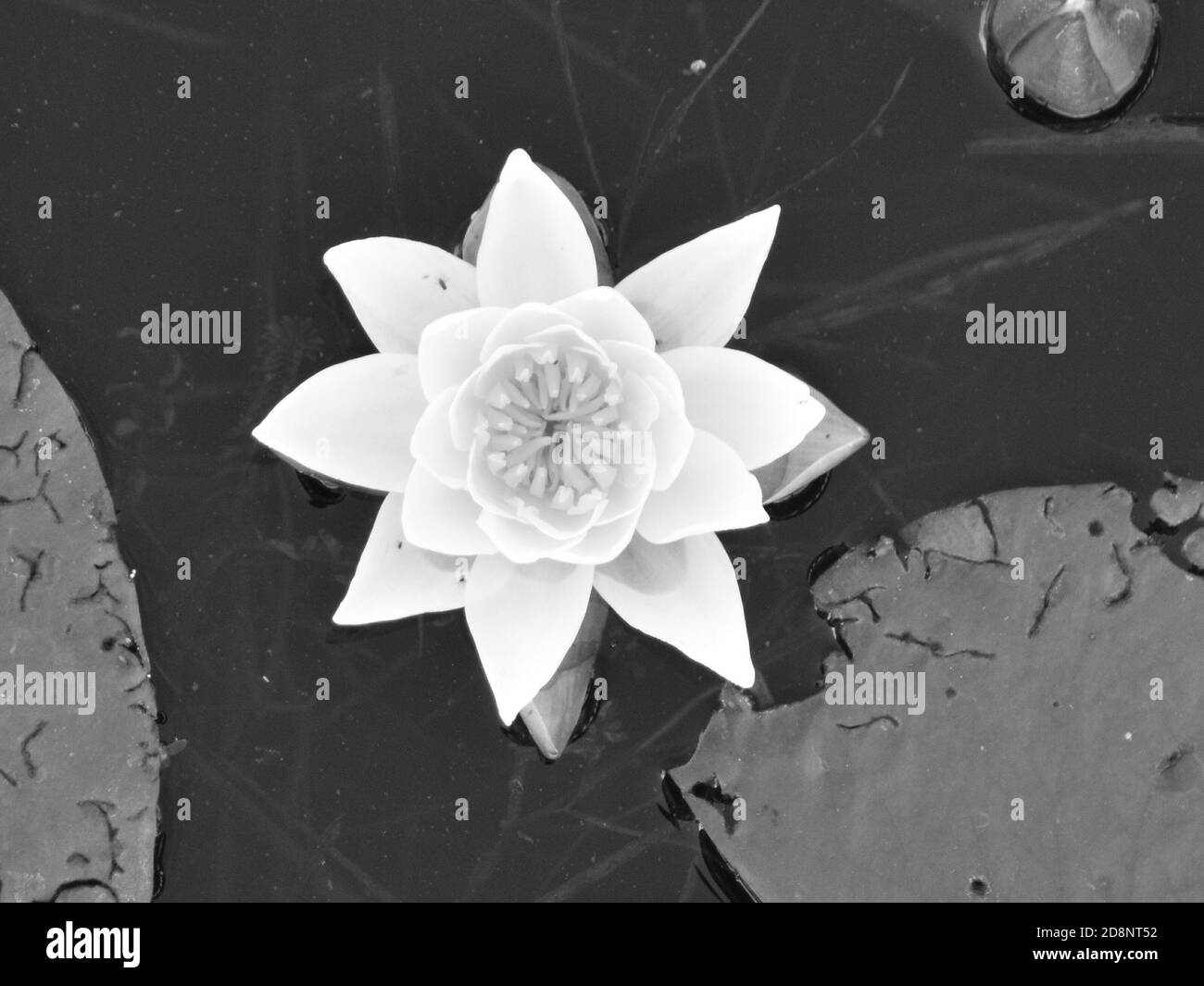Water lily sitting afloat Island Lake in Orangeville, Ontario. The only edit to this picture is switching it to black and white. Stock Photo