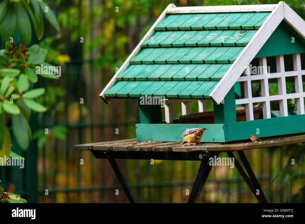 various german garden birds look for food from a small green birdhouse which is on a wooden