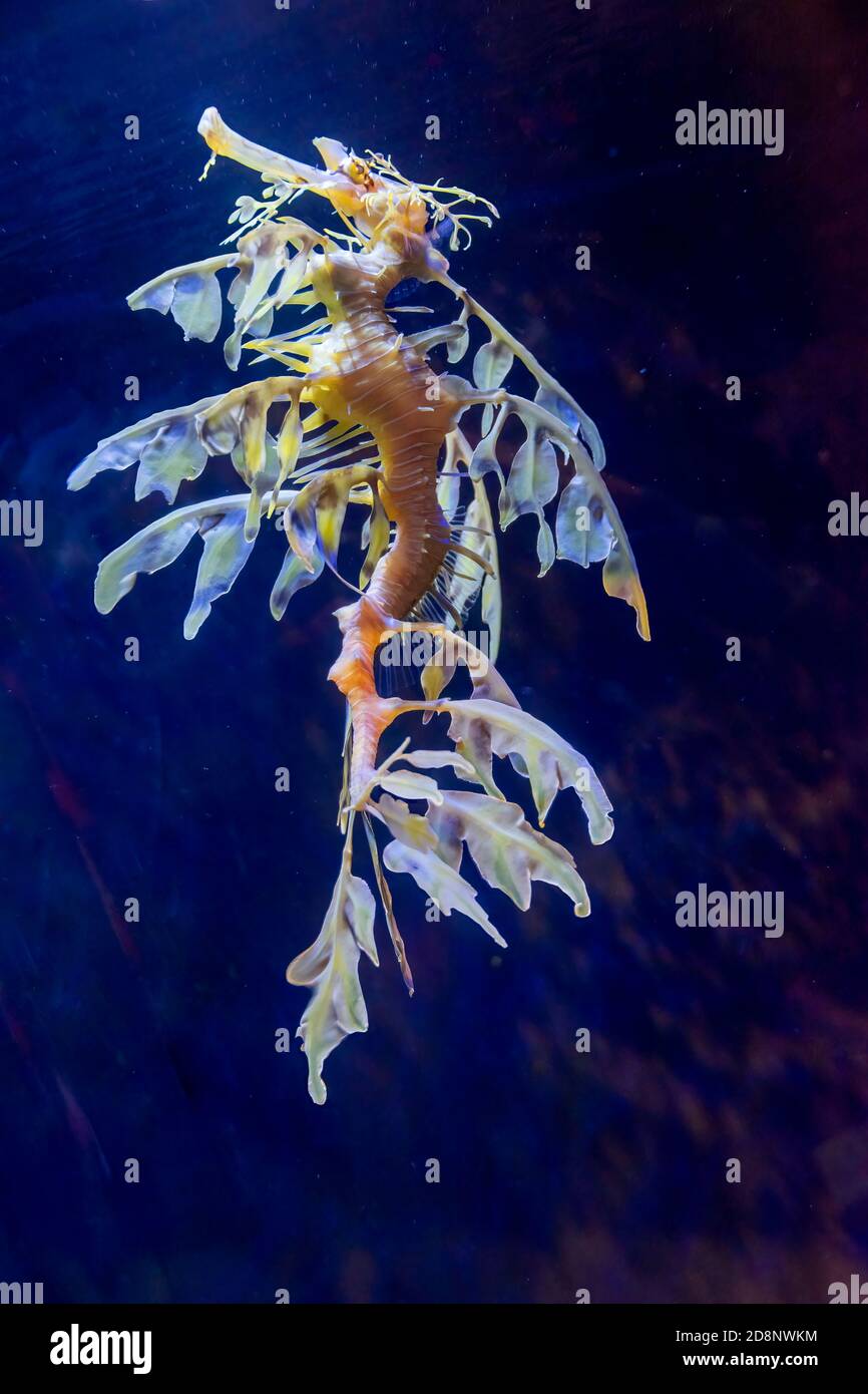 Leafy sea dragon (Phycodurus eques). The leaf-like protrusions serve as camouflage. Stock Photo