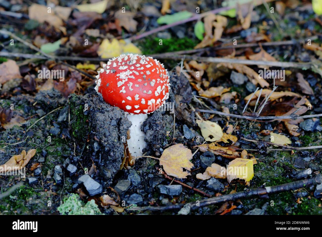 Fly agaric or fly amanita (Amanita muscaria) the red white-spotted mushroom is arguably the most iconic toadstool species Stock Photo