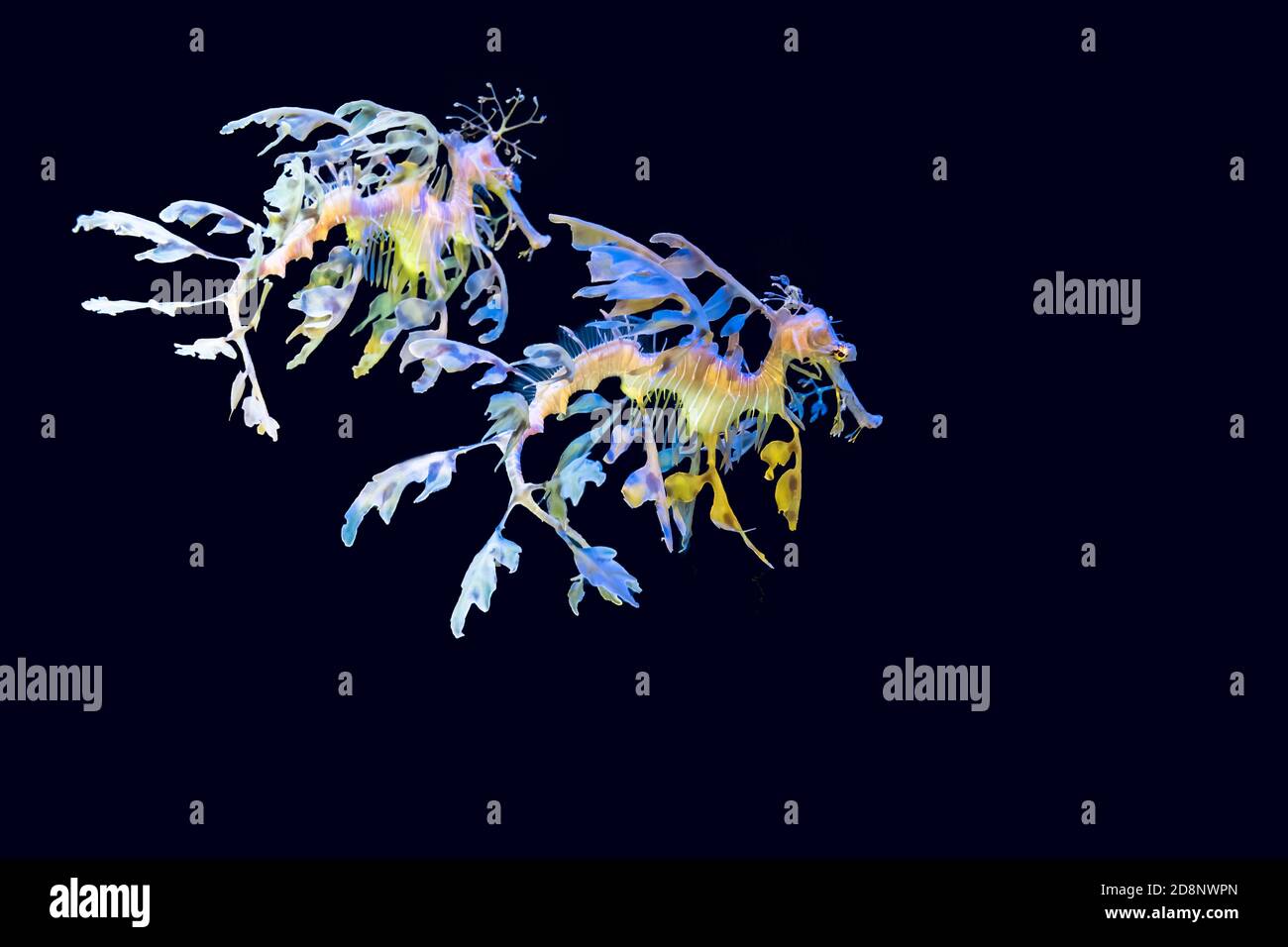 Two Leafy sea dragon (Phycodurus eques). The leaf-like protrusions serve as camouflage. Stock Photo