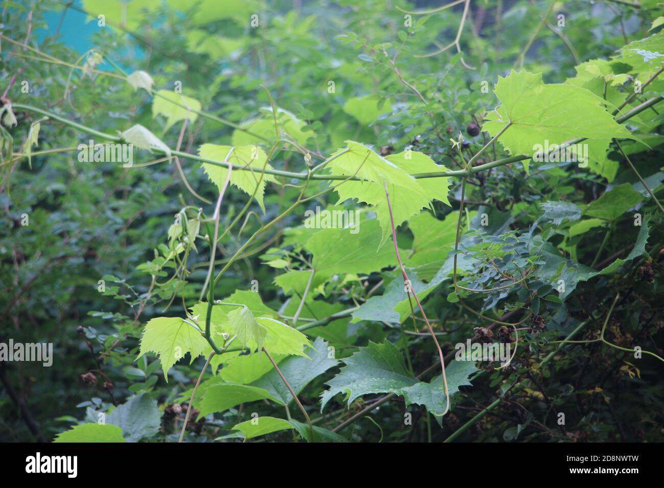 Branch leaves sun rays hi-res stock photography and images - Alamy