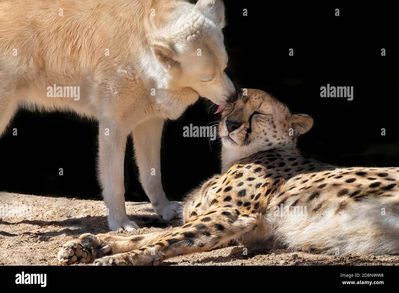 Cheetah and a golden retriever dog are unlikely best friends. Closeup of dog licking and cuddling the head of the cheetah Stock Photo