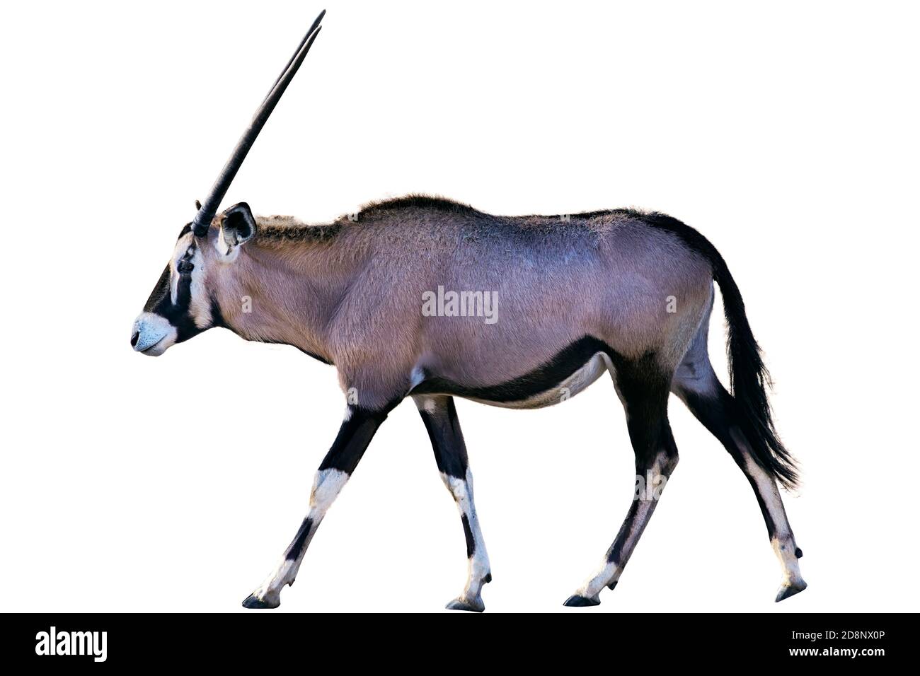 An Oryx gazel walking. Isolated on white background Stock Photo - Alamy