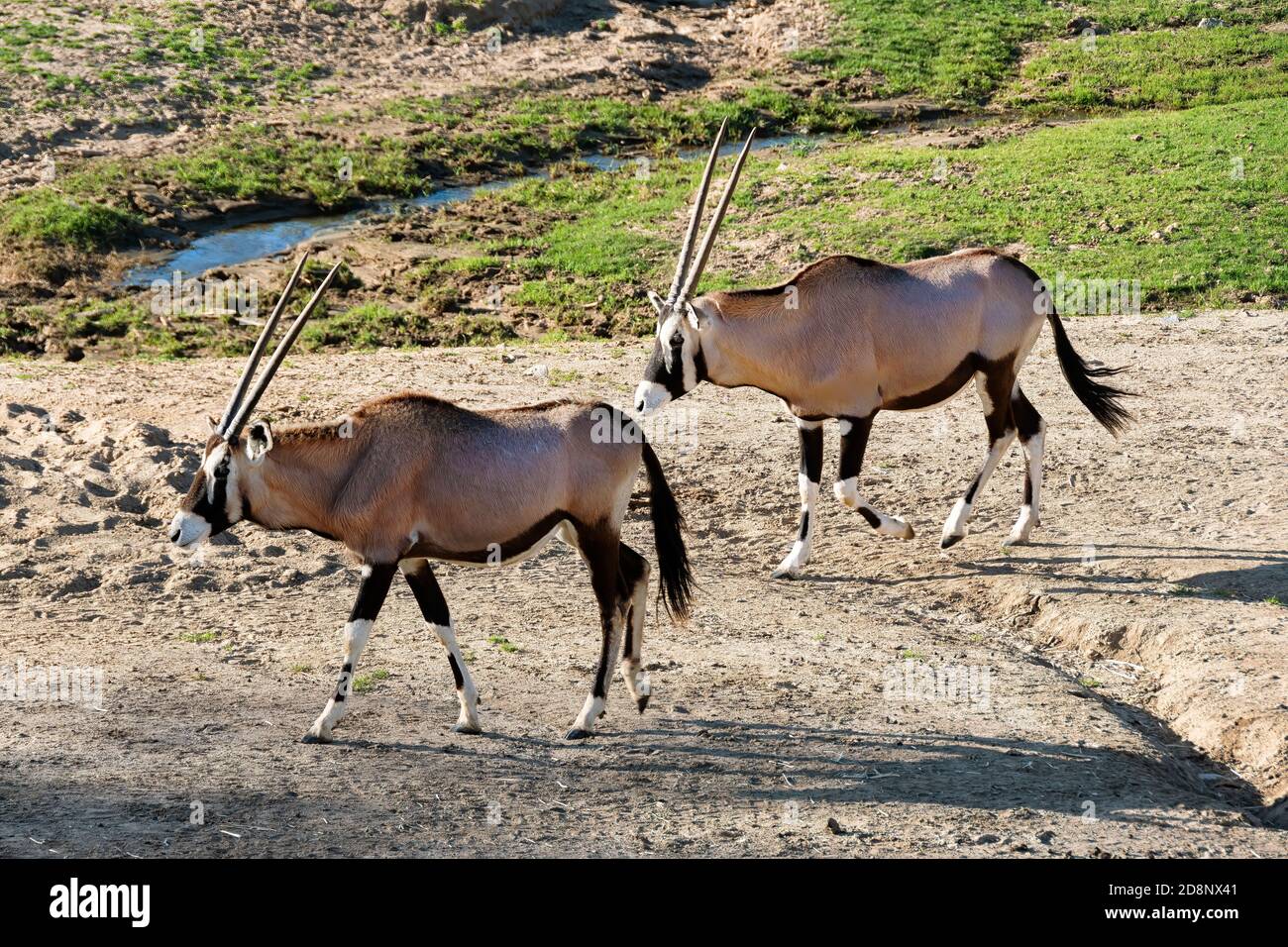 A pair of Oryx gazelles walking in the bush Stock Photo