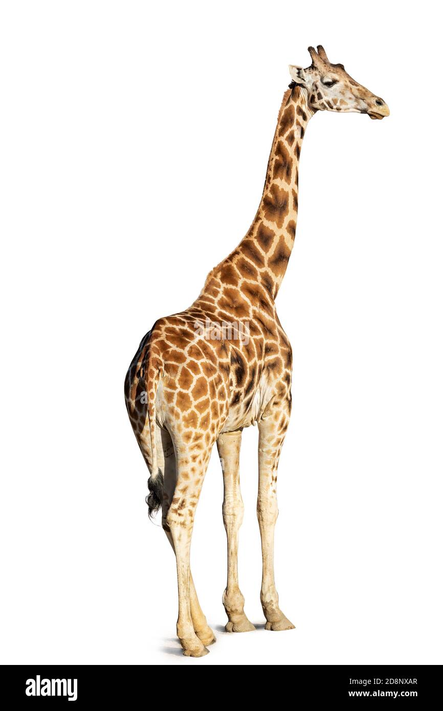 Giraffe standing, back view looking over shoulder, isolated on white background Stock Photo