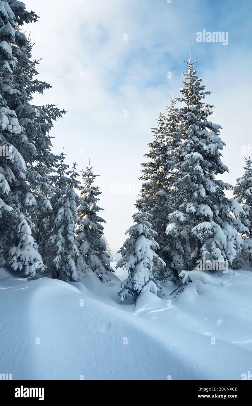 Snow covered pine forest hi-res stock photography and images - Alamy