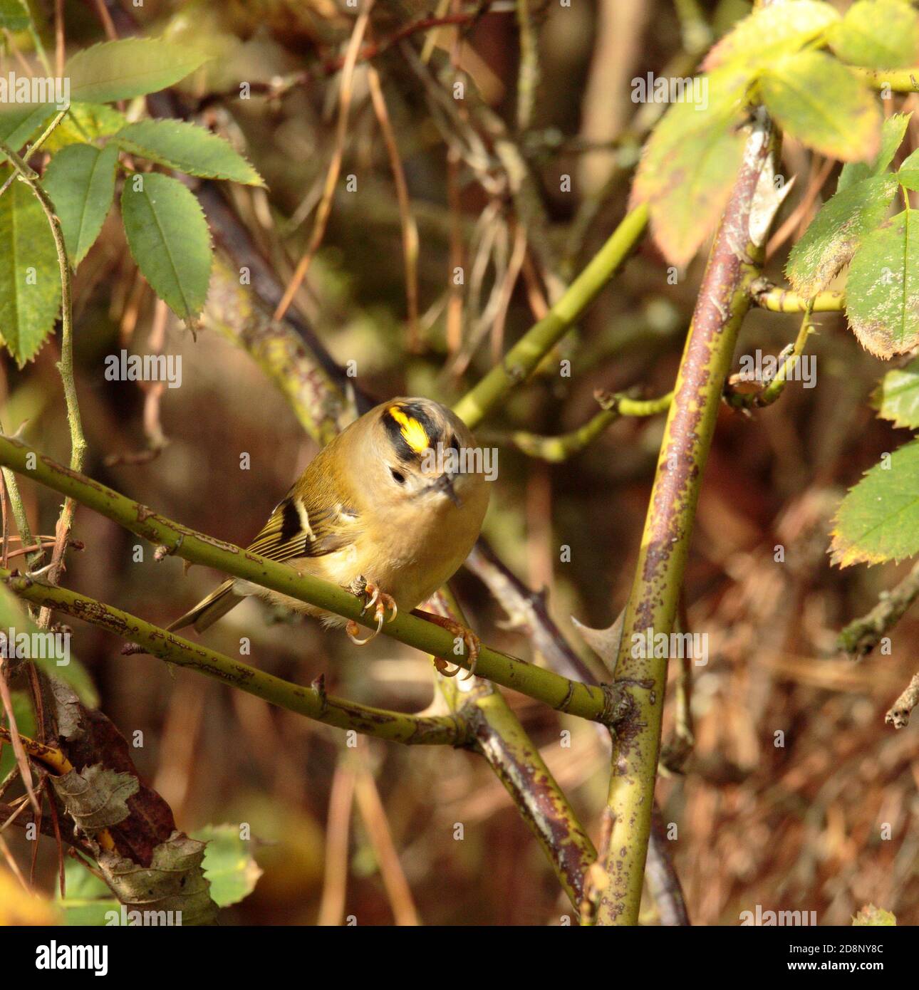 Smallest breeding bird uk hi-res stock photography and images - Alamy