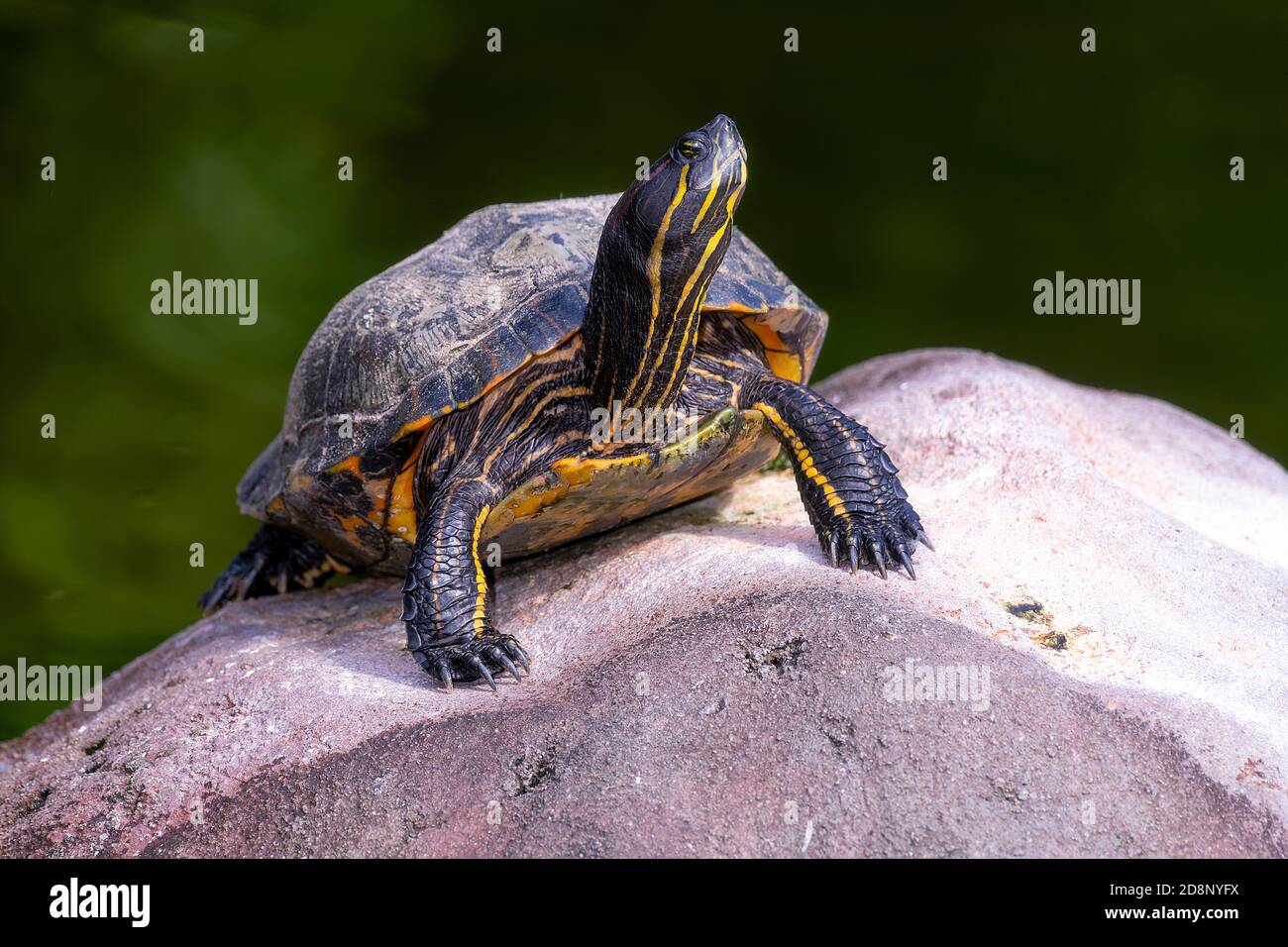 Florida painted turtle climbing out of water on onto rock for some sunning Stock Photo