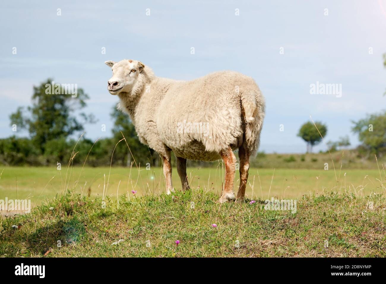 smiling sheep standing at sunlight. Summertime in Farmland. Wild animals - sheep portrait. Farmland View of a Woolly Sheep in a Green forest Field Stock Photo