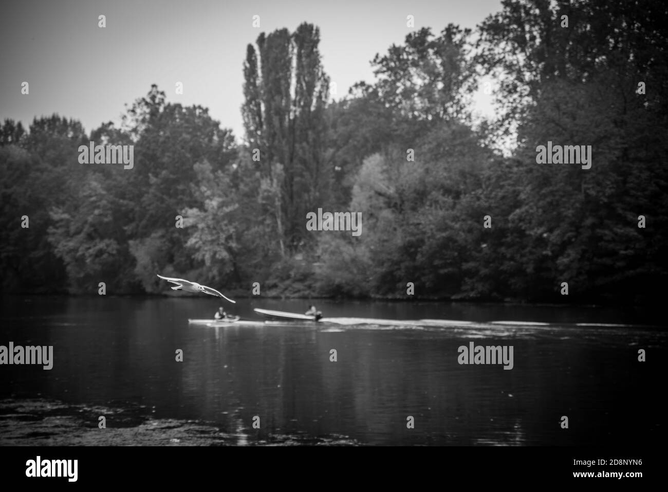 Rowing team men Black and White Stock Photos & Images - Alamy