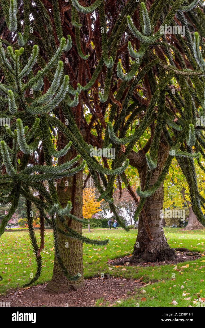 Monkey puzzle trees in a park in leamington spa,Warwickshire,uk Stock Photo