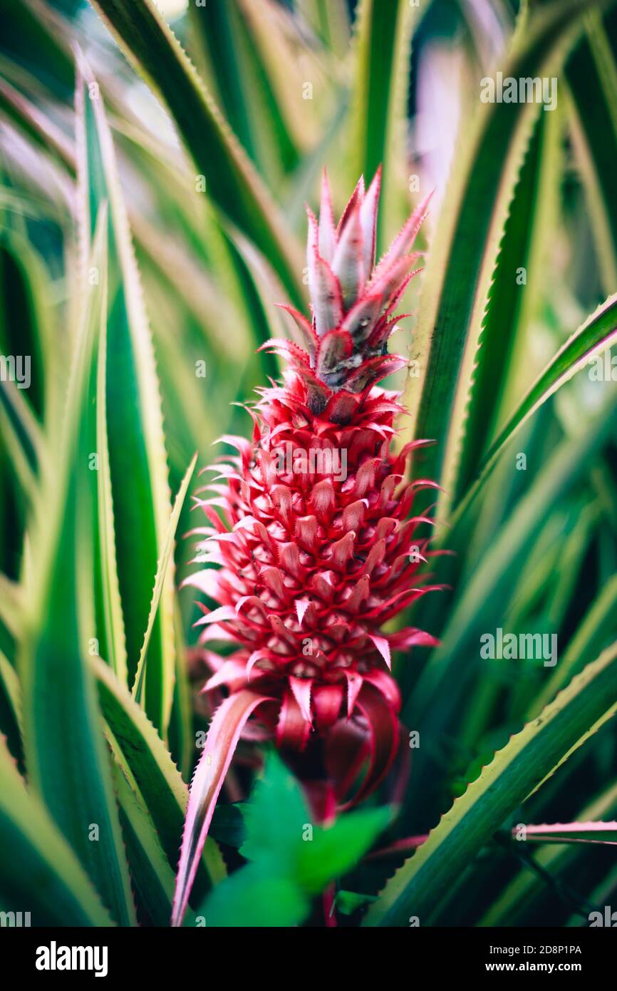 Wild red pineapple growing in South American park Stock Photo Alamy