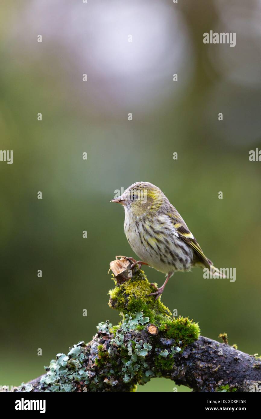 Female Siskin [ Spinus spinus ] on moss and Lichen covered stick with bokeh Stock Photo