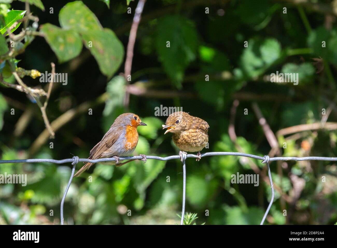 Robin fledgling hires stock photography and images Alamy