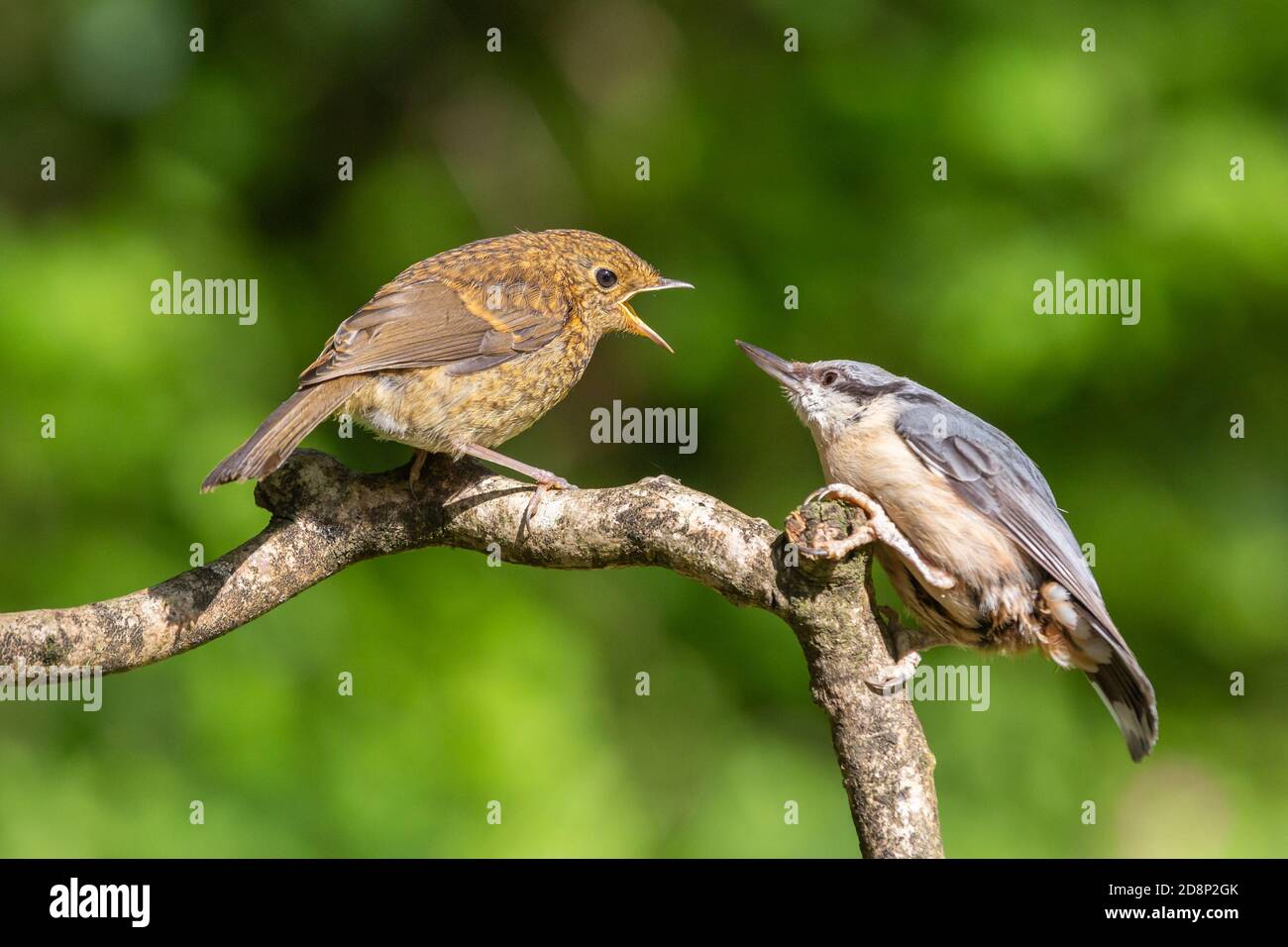 Fledgling Robin [ Erithacus rubecula ] onbranch apparently begging food from an adult Nuthatch [ Sitta europaea ] Stock Photo