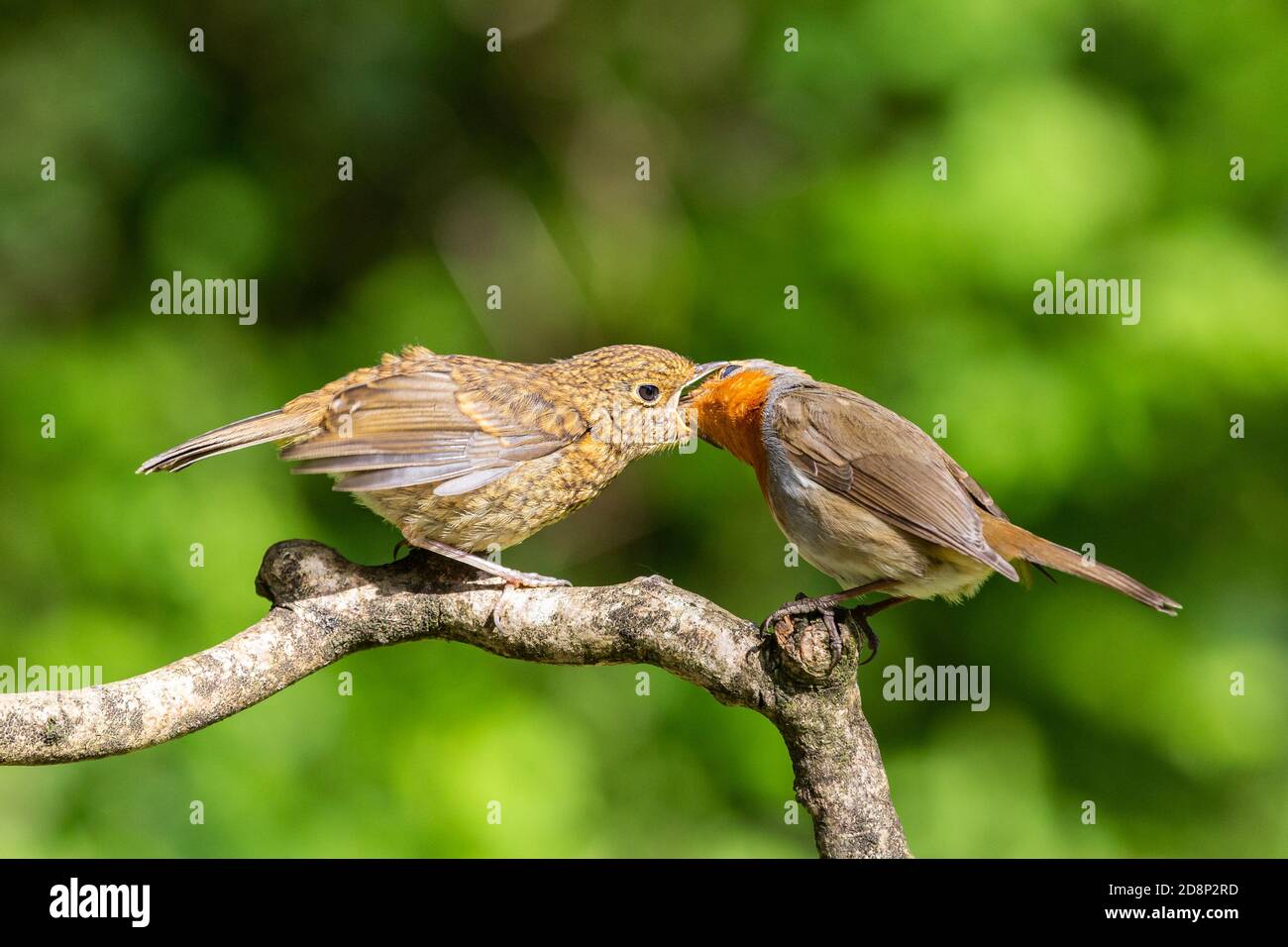 Robin fledgling hires stock photography and images Alamy