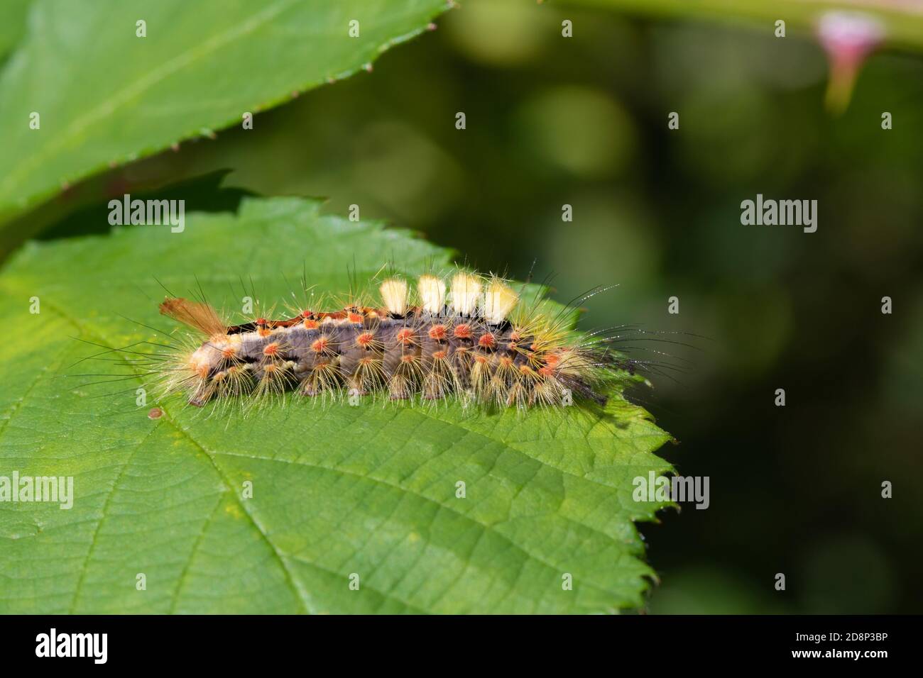 Orgyia antiqua, the rusty tussock moth or vapourer Stock Photo