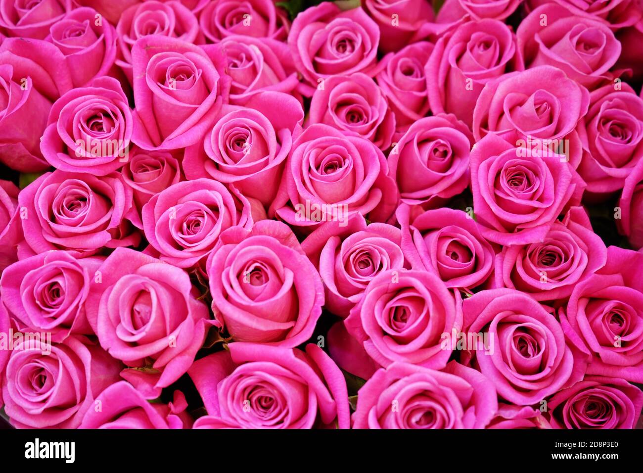 bright pink roses background wall of flowers Stock Photo - Alamy