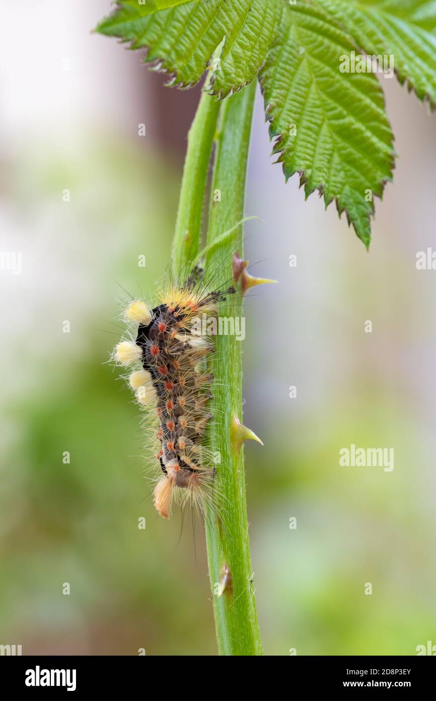 Orgyia antiqua, the rusty tussock moth or vapourer Stock Photo
