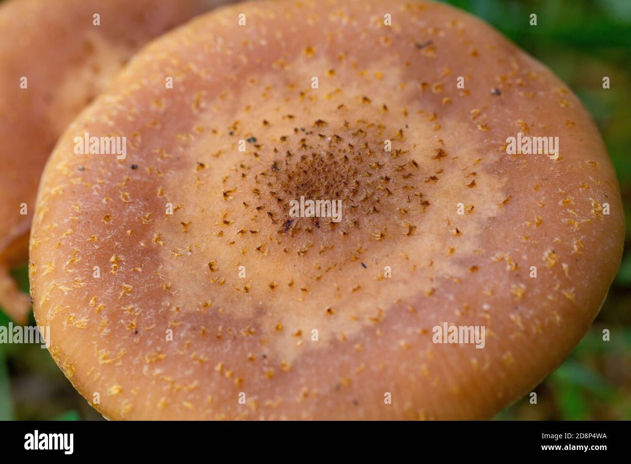 Cap of Armillaria gallica Stock Photo
