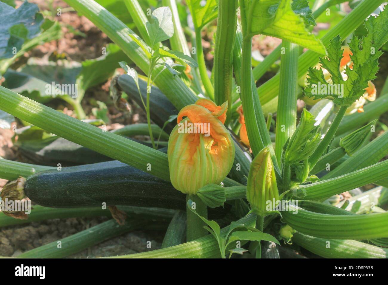Zucchini on plant, growing in vegetable garden with beautiful blossoms