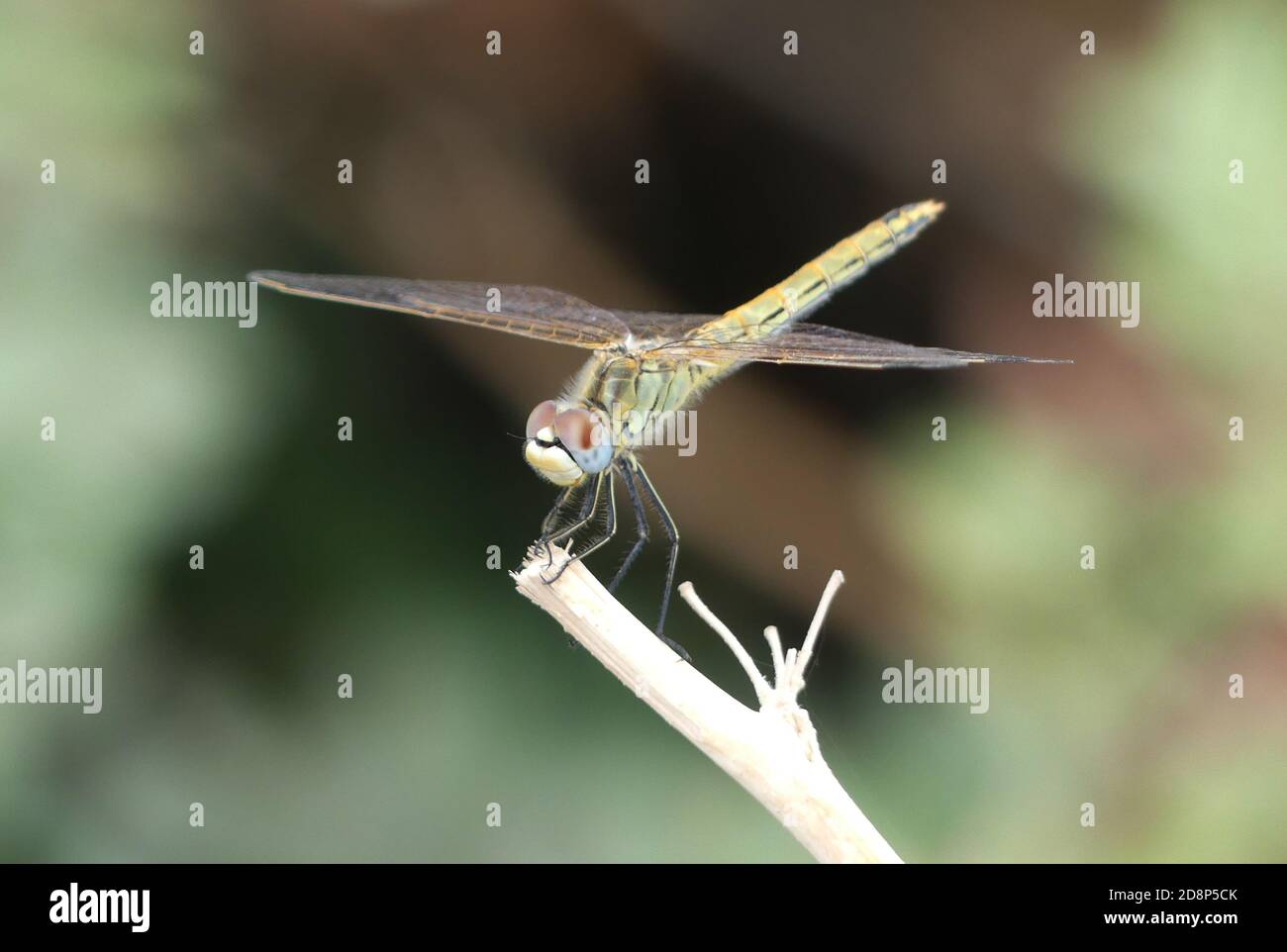 COMMON DARTER dragonfly Sympetrum striolatum on Rhodes. Photo: Tony Gale Stock Photo