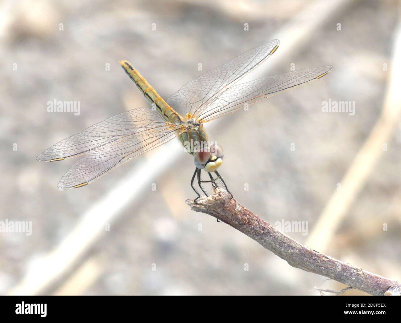 COMMON DARTER dragonfly Sympetrum striolatum on Rhodes. Photo: Tony Gale Stock Photo