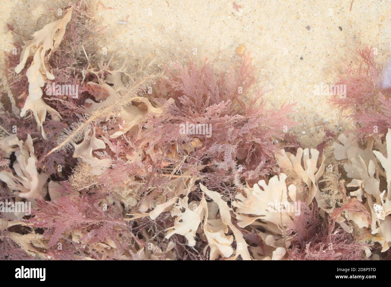 Sandy rock texture hi-res stock photography and images - Alamy