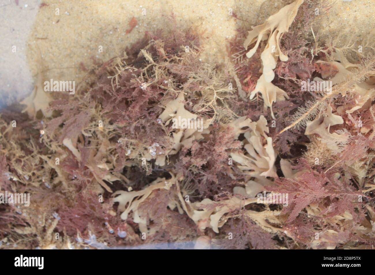 Sandy rock texture hi-res stock photography and images - Alamy