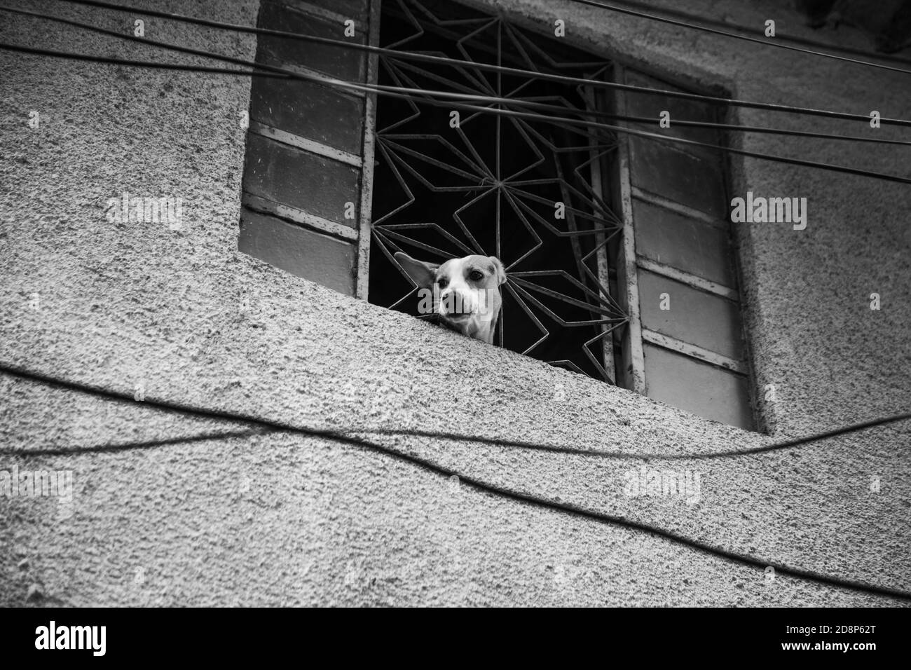 Grayscale shot of a dog looking out of window Stock Photo
