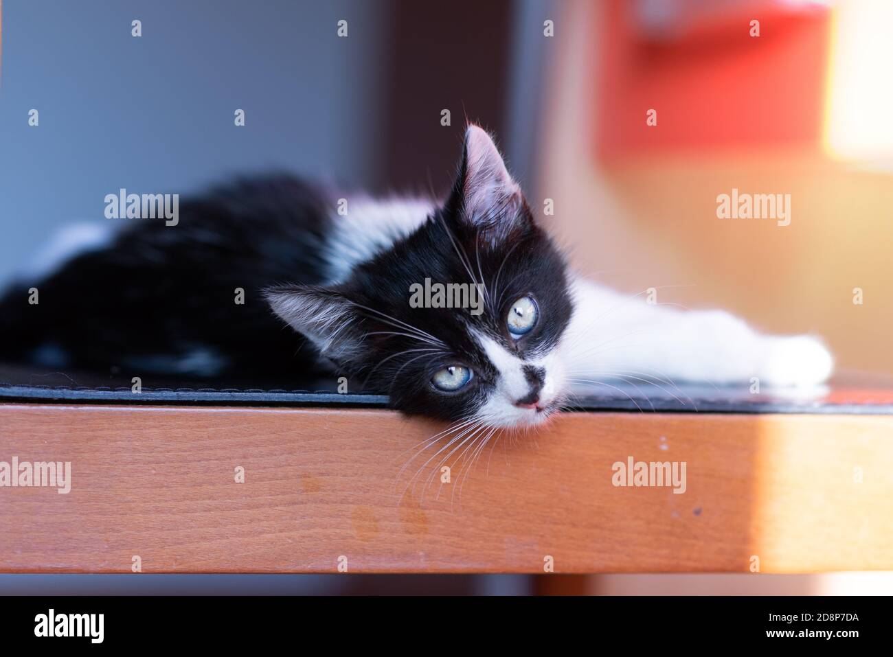 tiny black and white kitty lying and watching at the camera Stock Photo