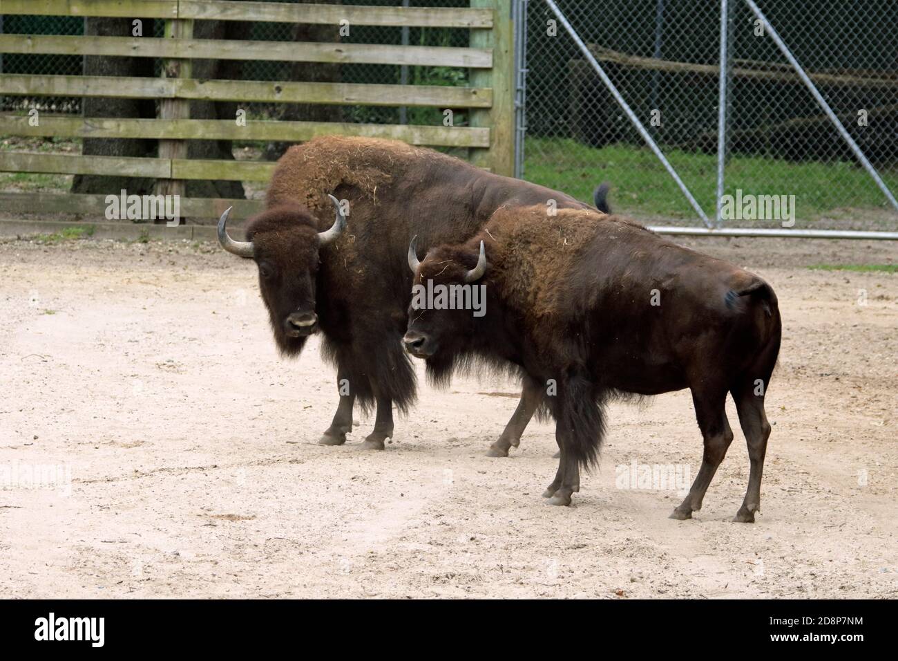 American Bison, Bison bison, at the Cape May County Zoo and Park, New Jersey, USA Stock Photo