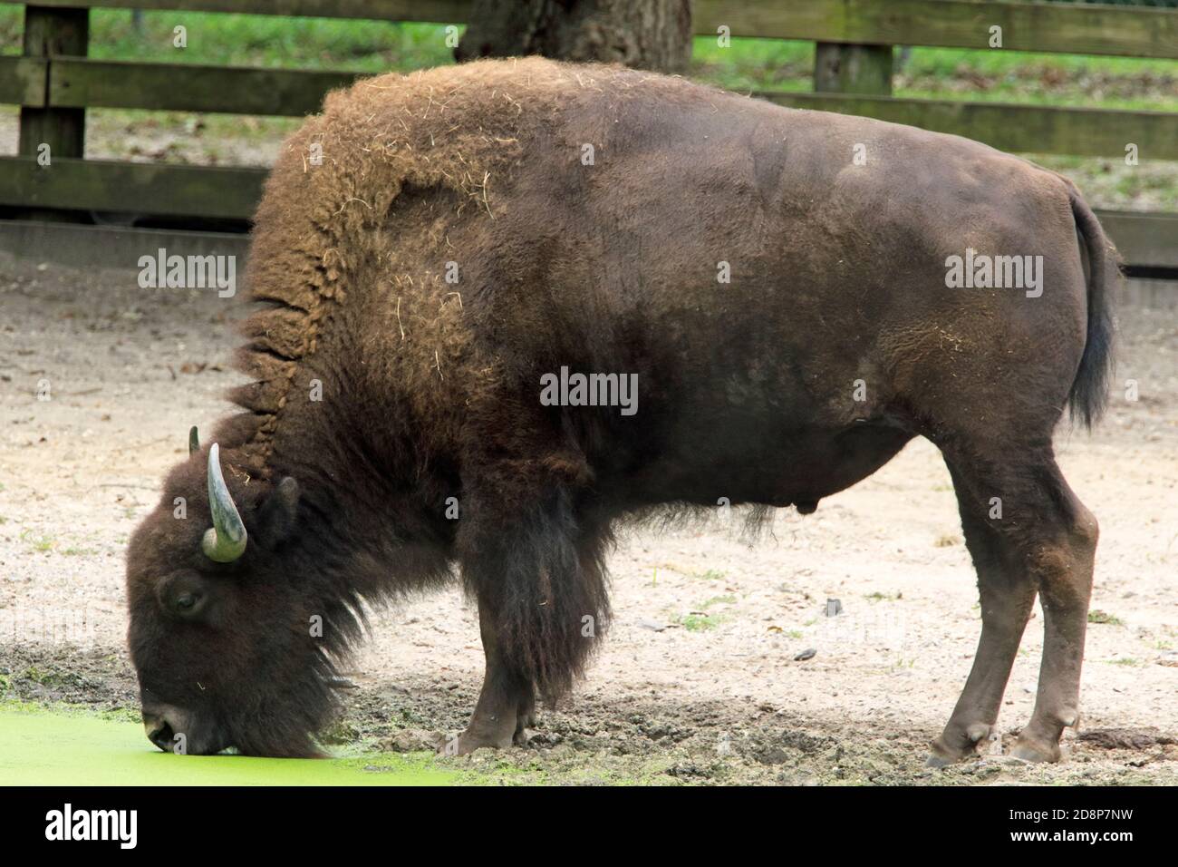 American Bison, Bison bison, at the Cape May County Zoo and Park, New Jersey, USA Stock Photo