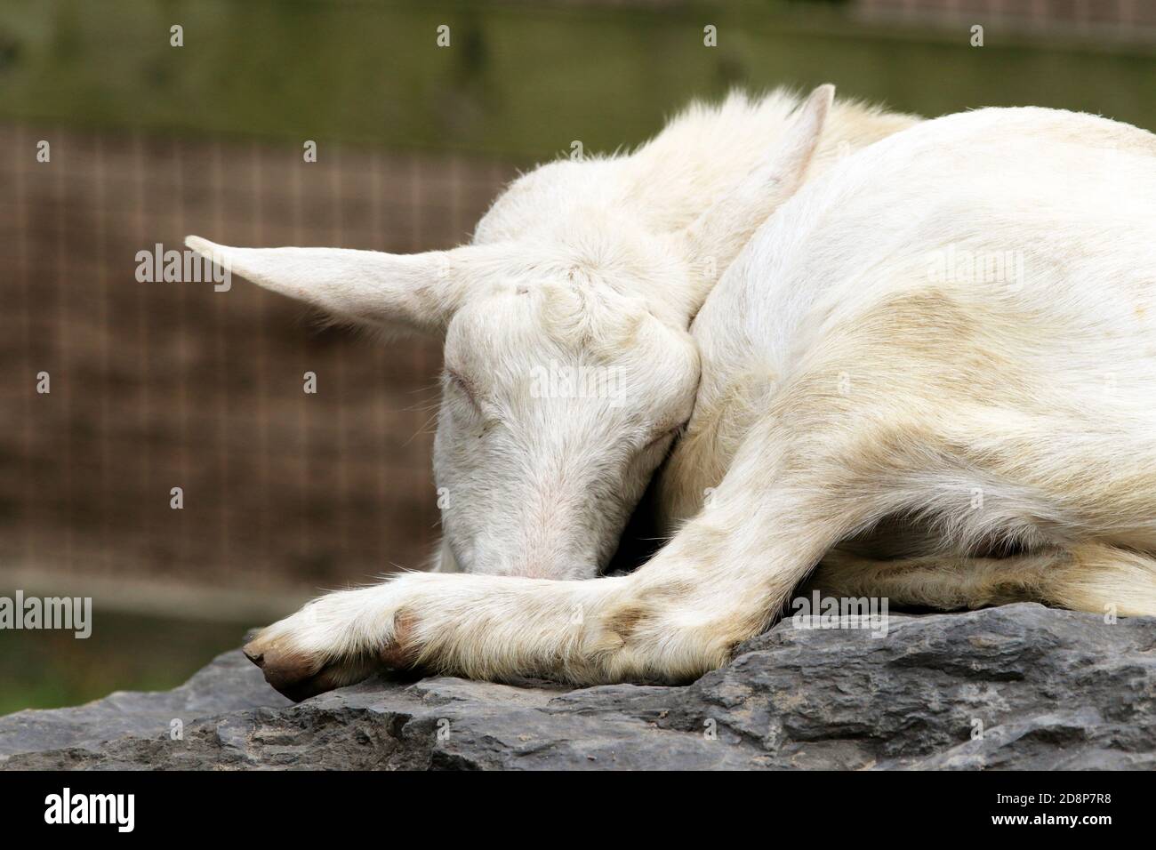 A goat contentedly sleeping. Cape May County Zoo, New Jersey, USA Stock Photo