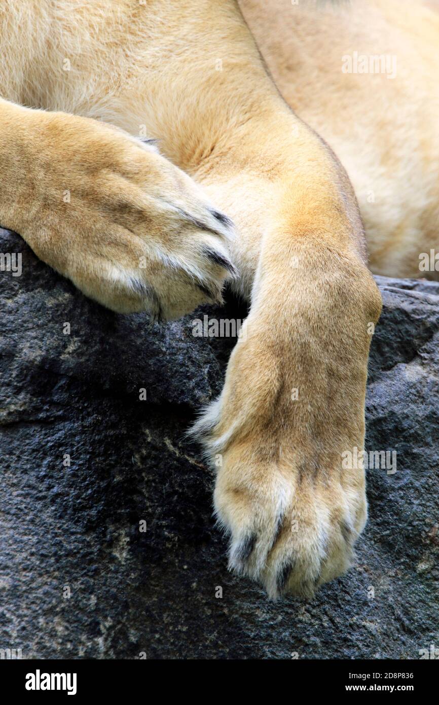 A closeuo of the idle paws of an African Lion. Cape May County Zoo, New Jersey, USA Stock Photo
