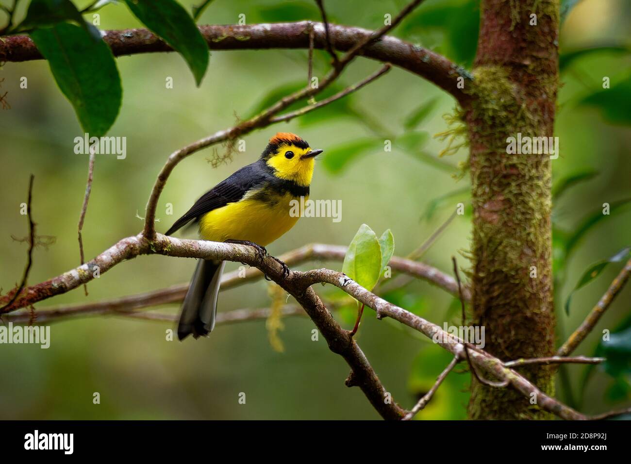 Costa rica whitestart hi-res stock photography and images - Alamy
