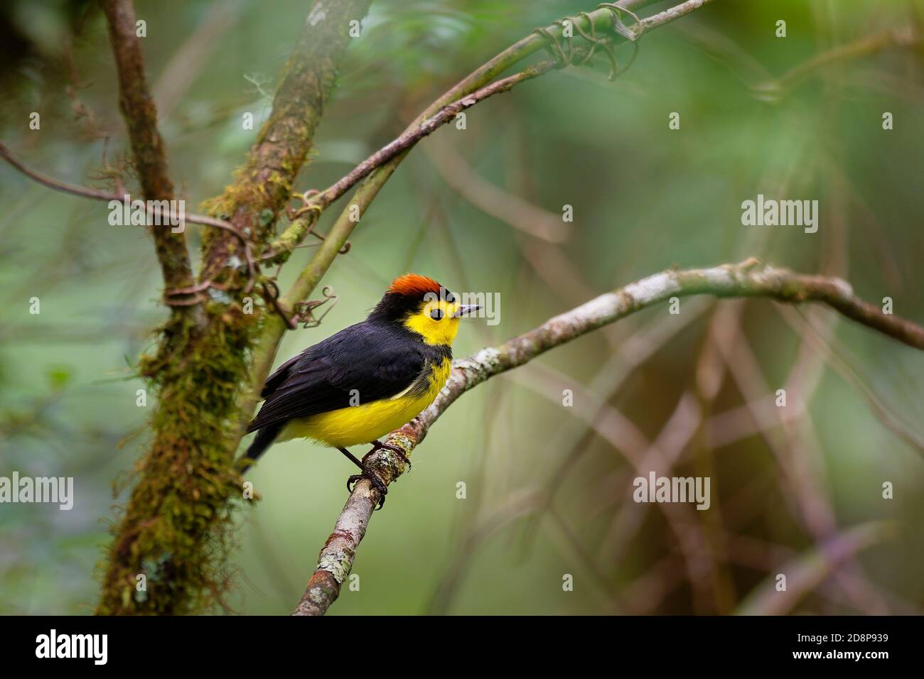 Collared Redstart Whitestart - Myioborus torquatus also known as the ...